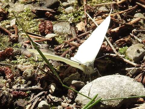 Image of Mustard White