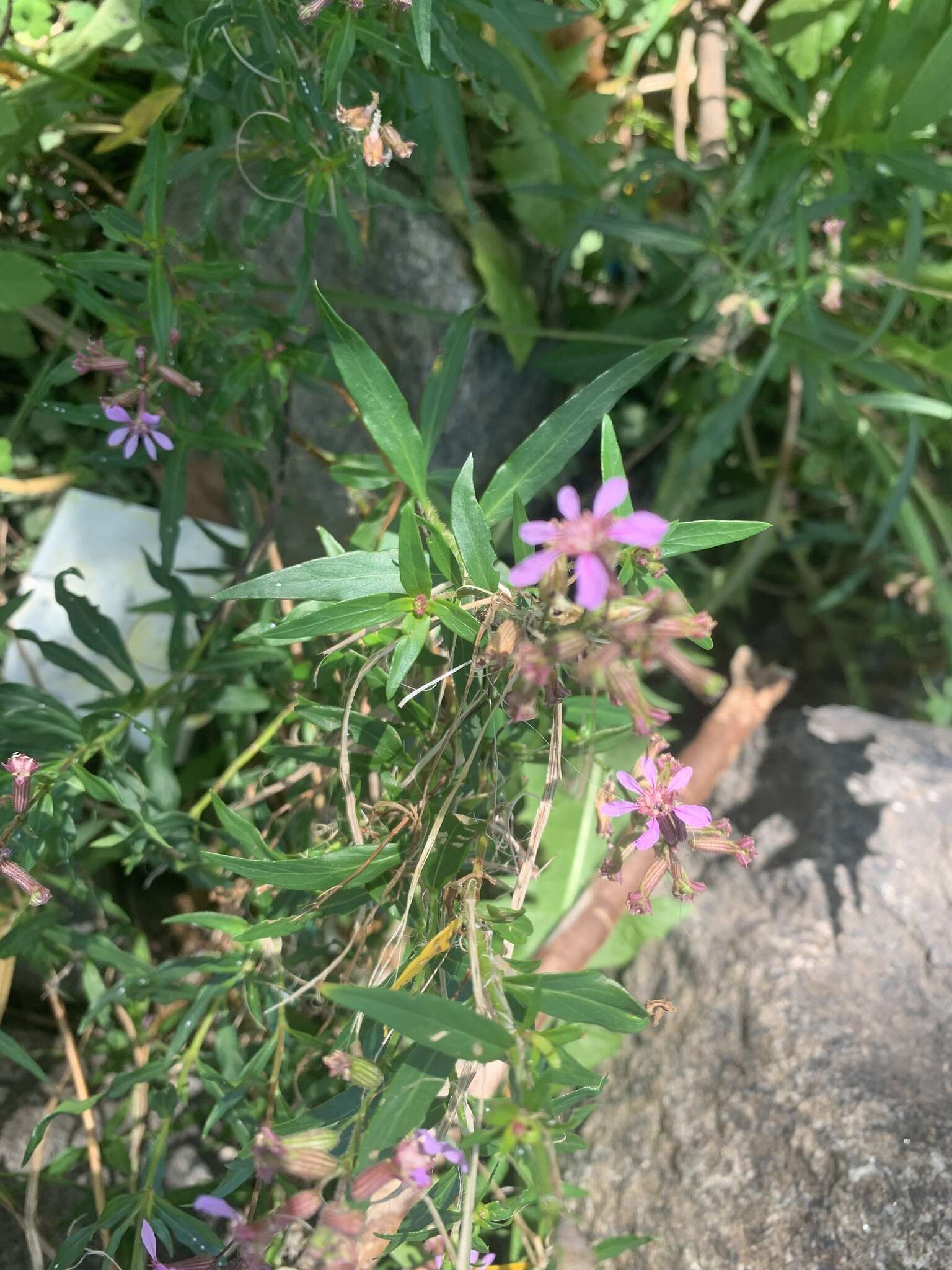 Image of Cuphea fruticosa Spreng.