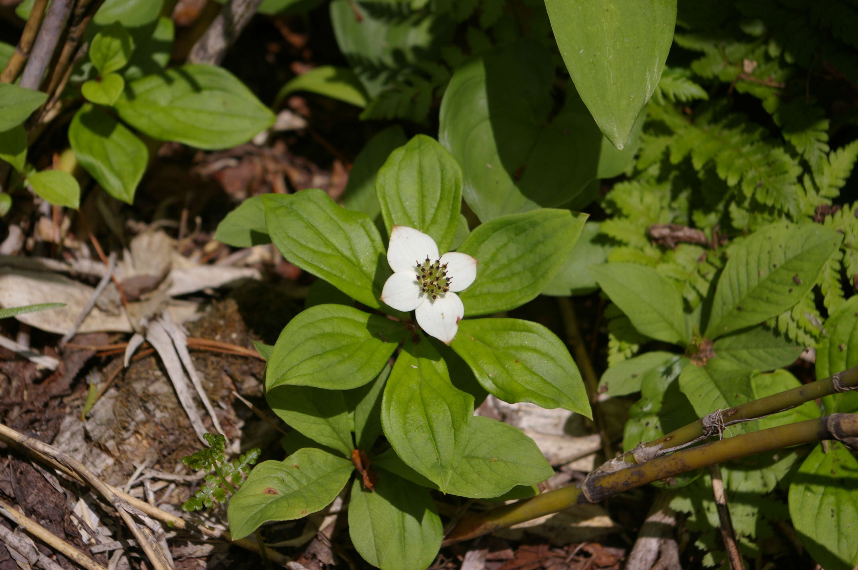 Image of bunchberry dogwood