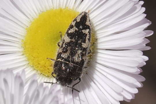 Image de Acmaeodera sphaeralceae Barr 1972