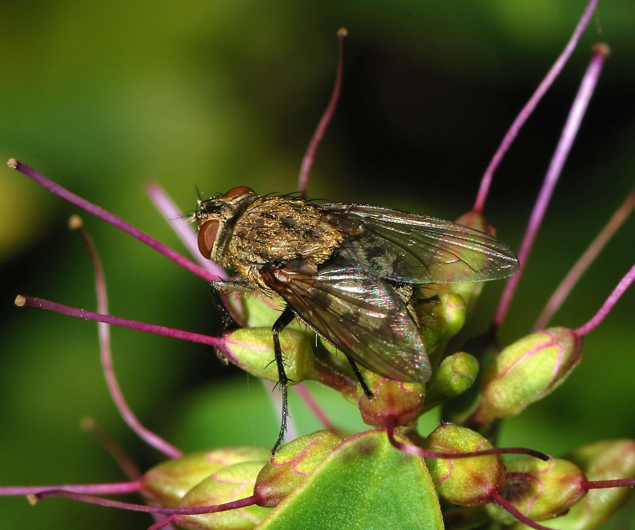 صورة Pollenia rudis (Fabricius 1794)