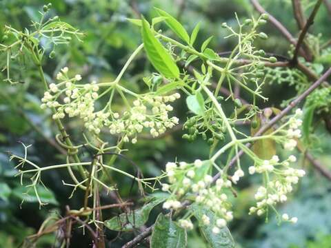 Image of Sambucus australasica (Lindley) Fritsch