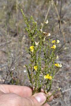 Image of Small-leaf Capegorse