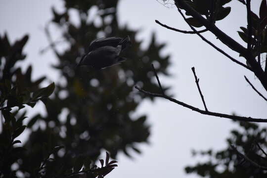 Image of Flycatcher-shrike