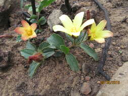 Image of Hibiscus aethiopicus L.