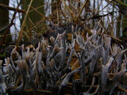 Image of Candle-snuff Fungus