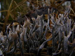 Image of Candle-snuff Fungus