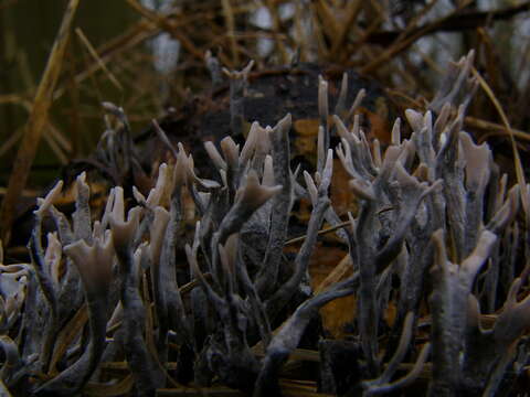 Image of Candle-snuff Fungus