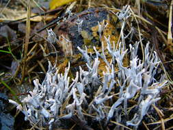 Image of Candle-snuff Fungus