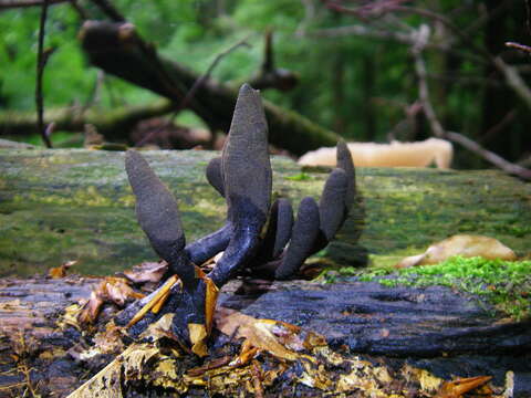 Imagem de Xylaria polymorpha (Pers.) Grev. 1824