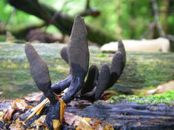 Imagem de Xylaria polymorpha (Pers.) Grev. 1824