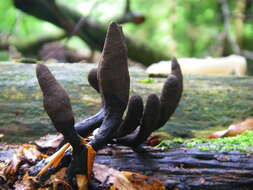 Imagem de Xylaria polymorpha (Pers.) Grev. 1824