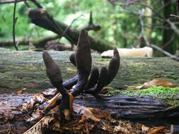 Imagem de Xylaria polymorpha (Pers.) Grev. 1824