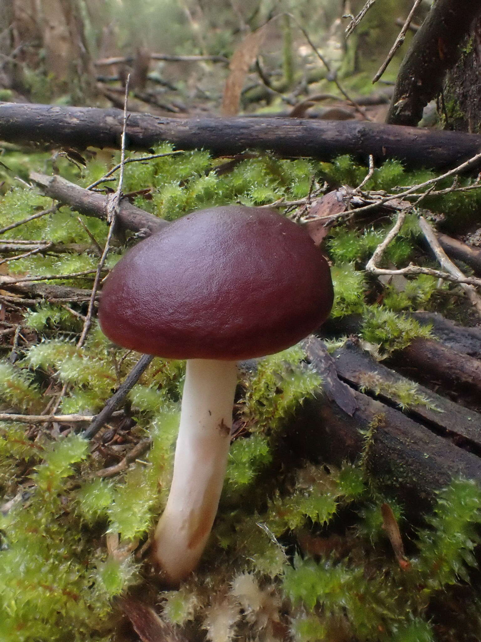 Image of Fistulinella prunicolor (Cooke & Massee) Watling 1989