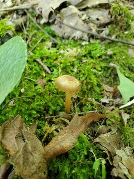 Imagem de Hygrocybe deceptiva (A. H. Sm. & Hesler) Leelav., Manim. & Arnolds 2006