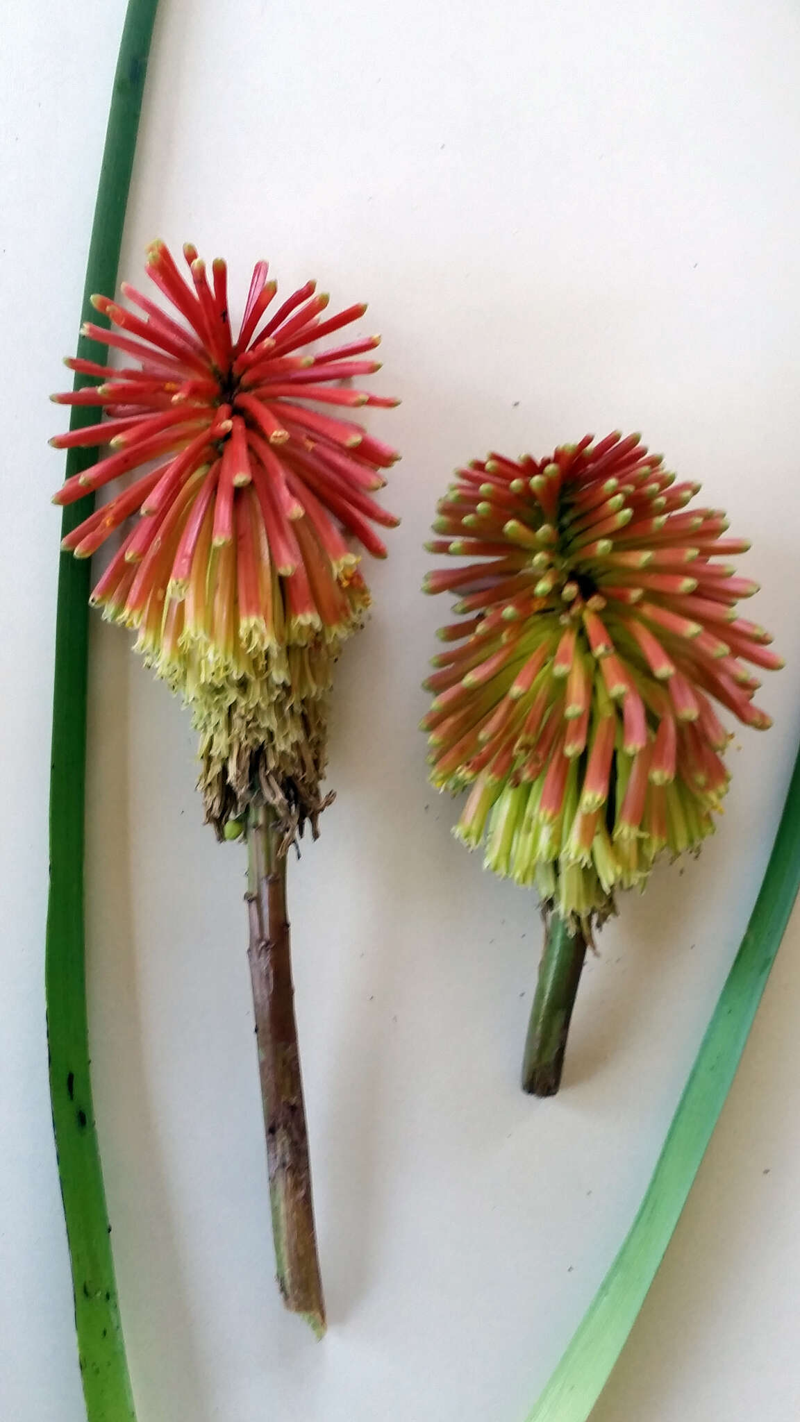 Kniphofia uvaria (L.) Oken resmi