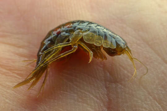 Image of Freshwater shrimp