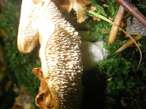 Image of wood hedgehog