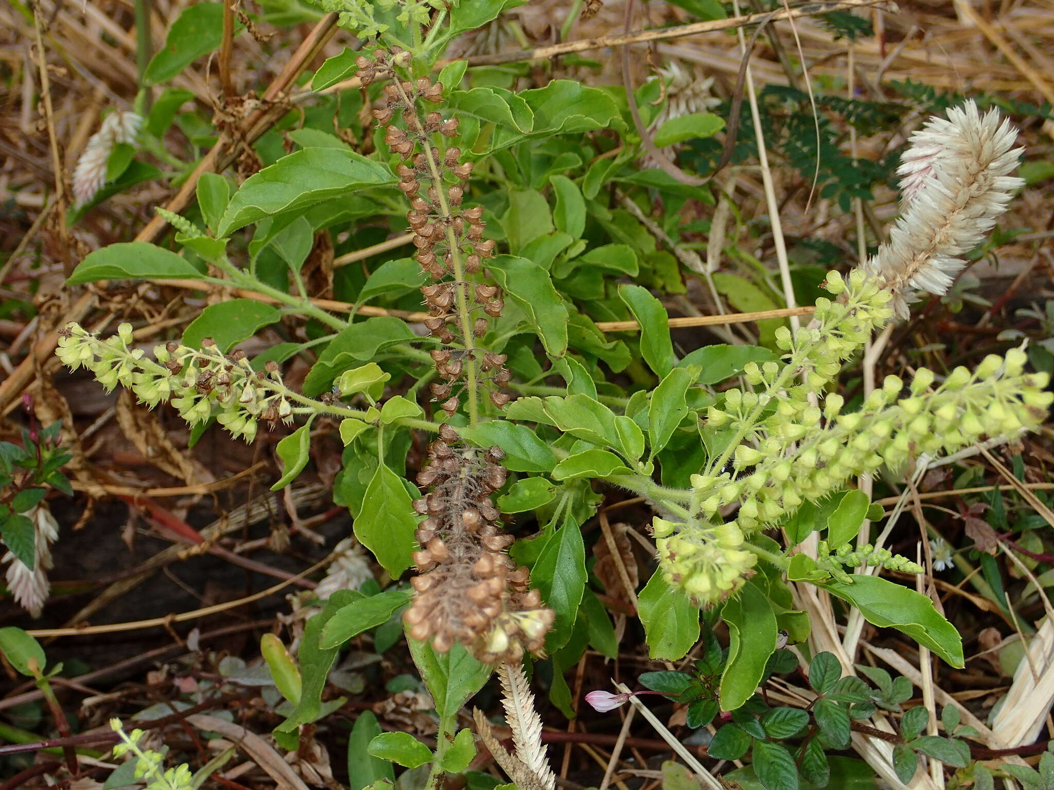 Image of holy basil