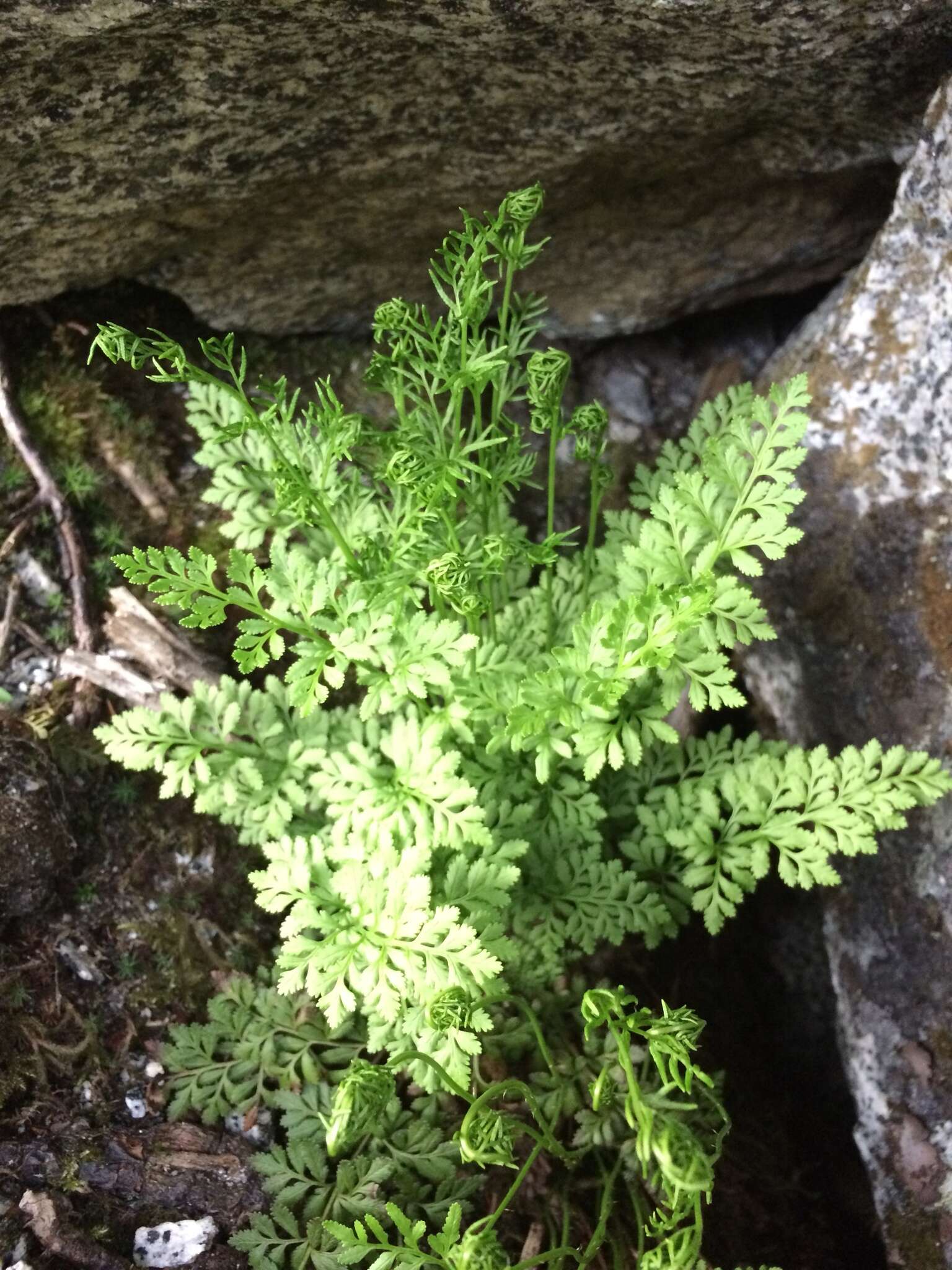 Sivun Cryptogramma acrostichoides R. Br. apud Richards. kuva