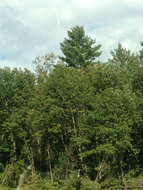 Image of eastern white pine