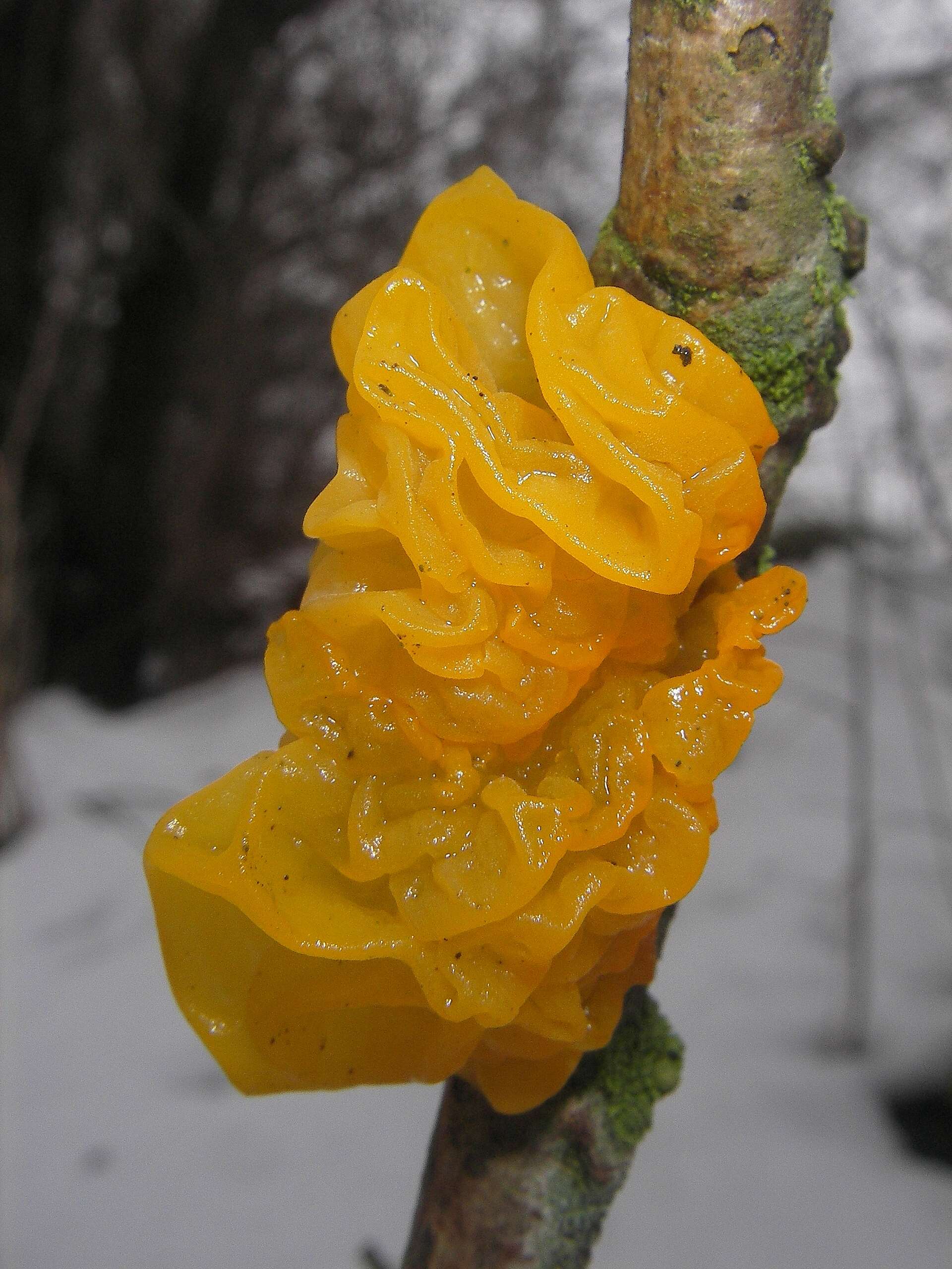 Image of Witches butter