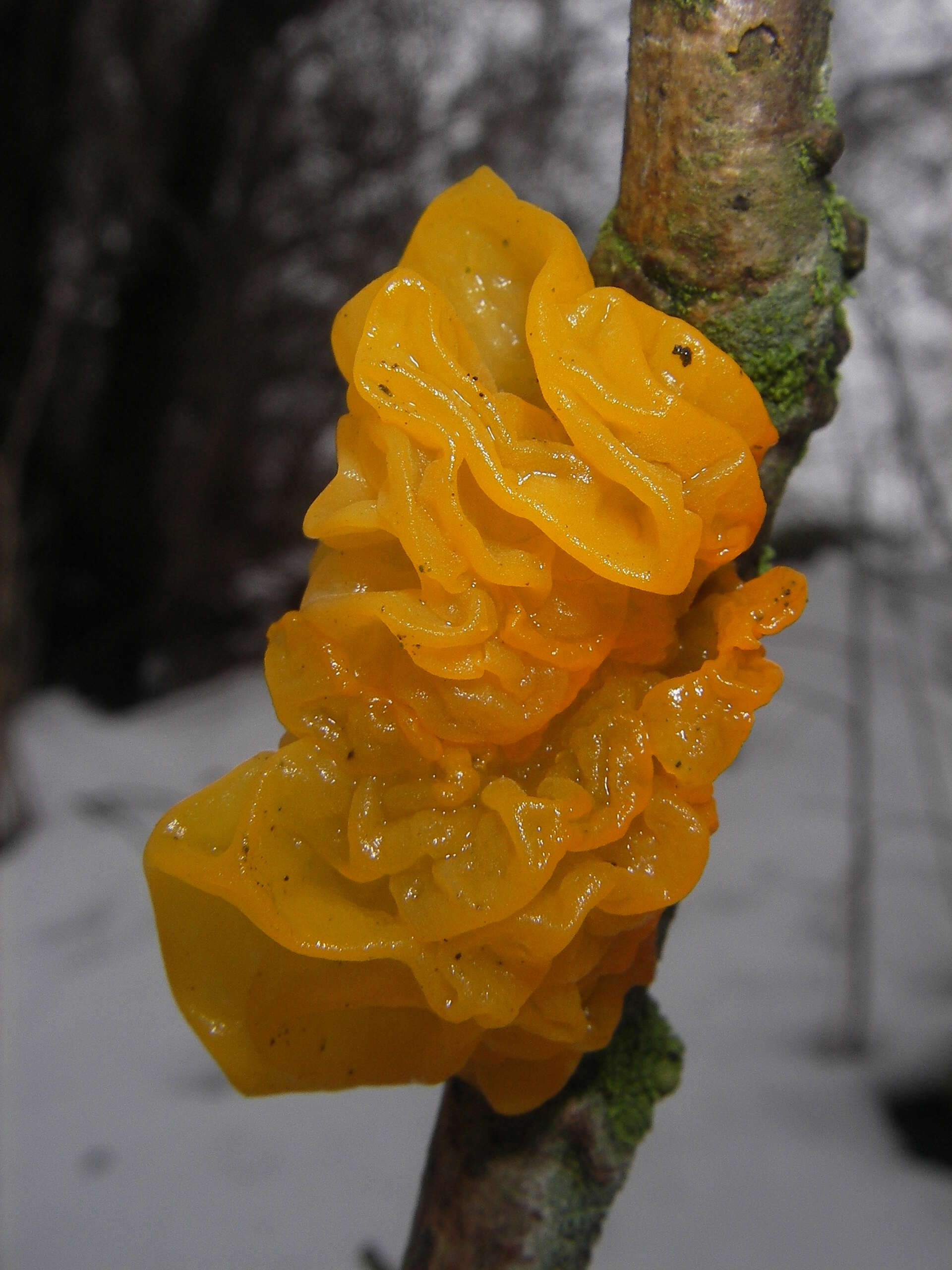 Image of Witches butter