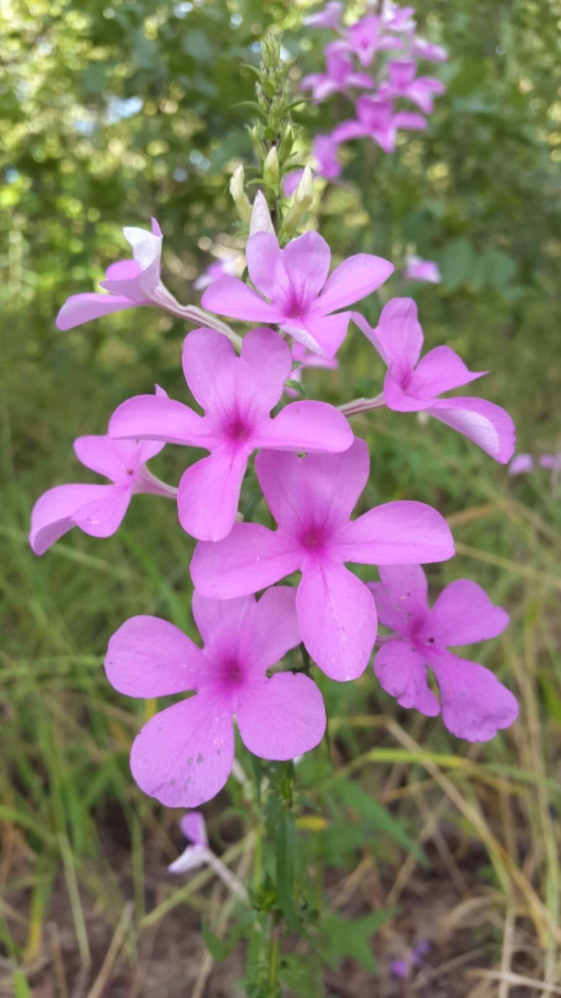 Image of Cycnium cameronianum (Oliv.) Engl.