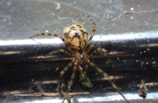 Image of cave cobweb spiders