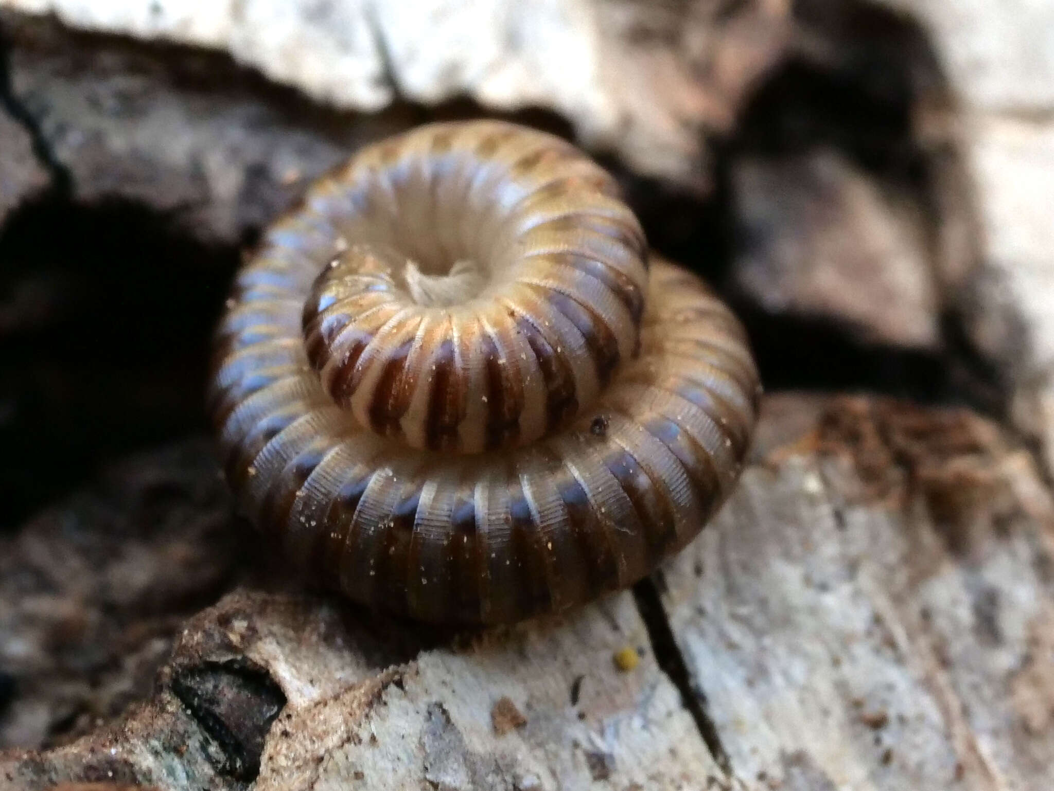 Image of Blunt-tailed Snake Millipede