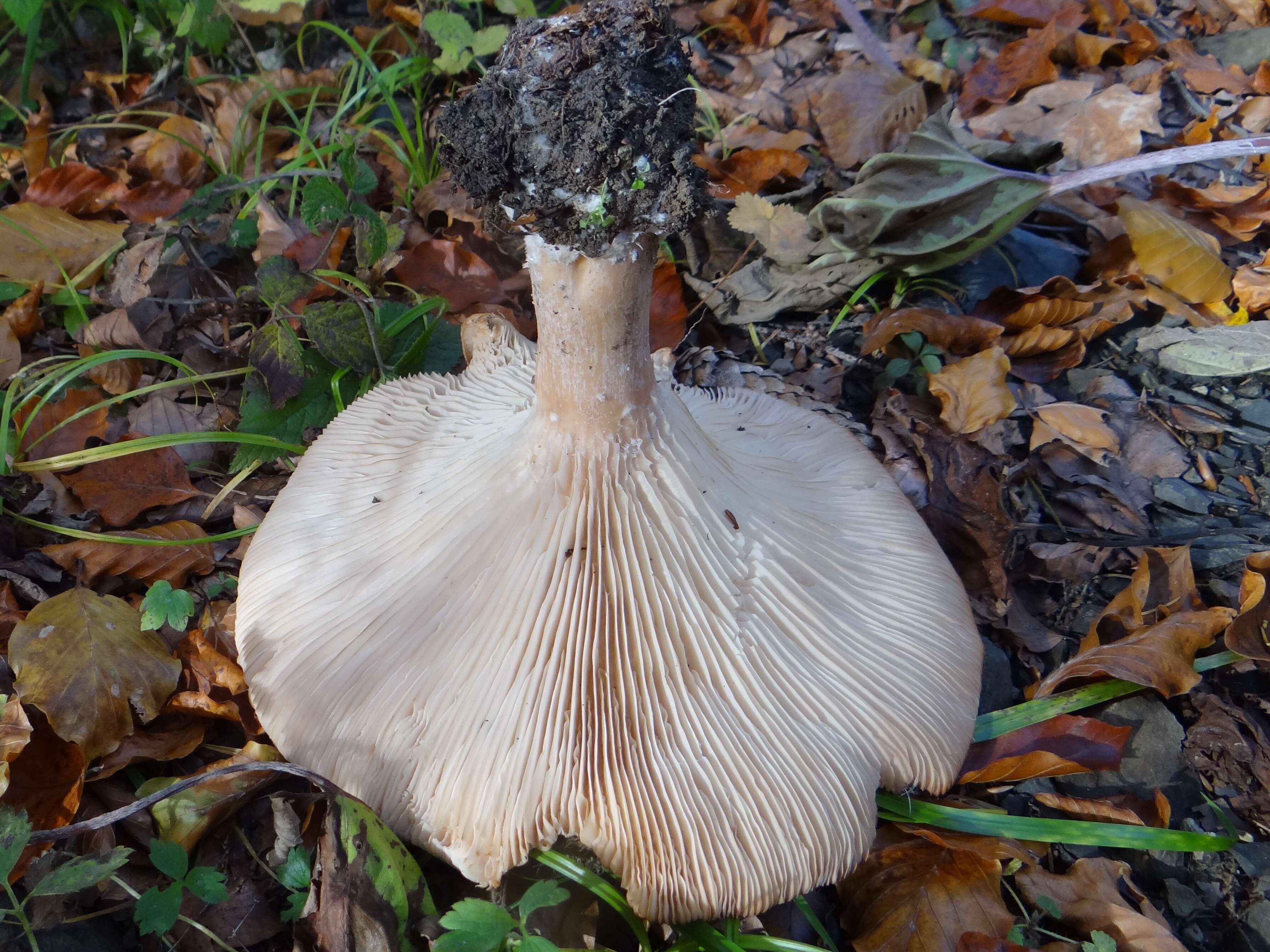 Image of Monk's head