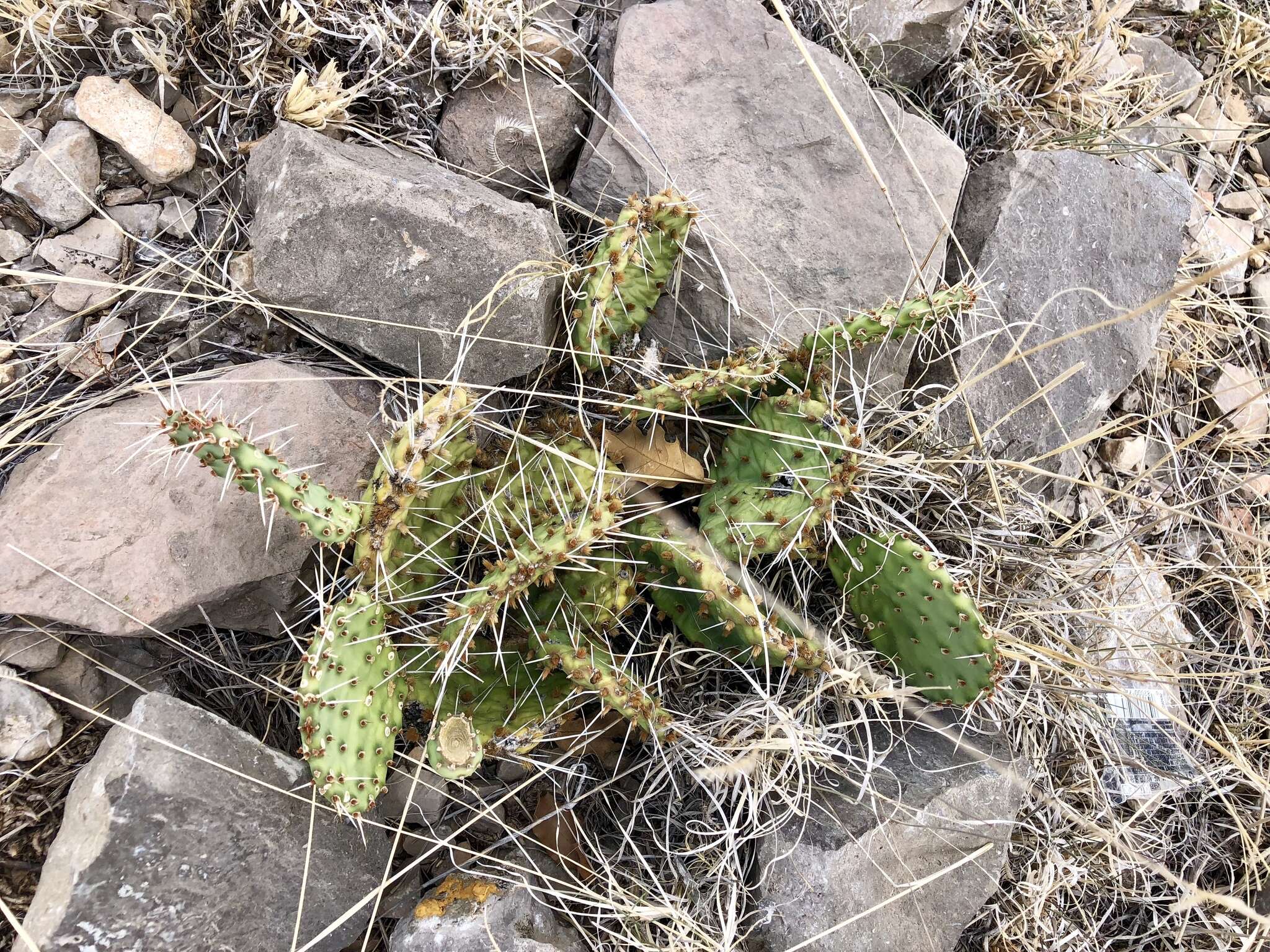 Image of twistspine pricklypear