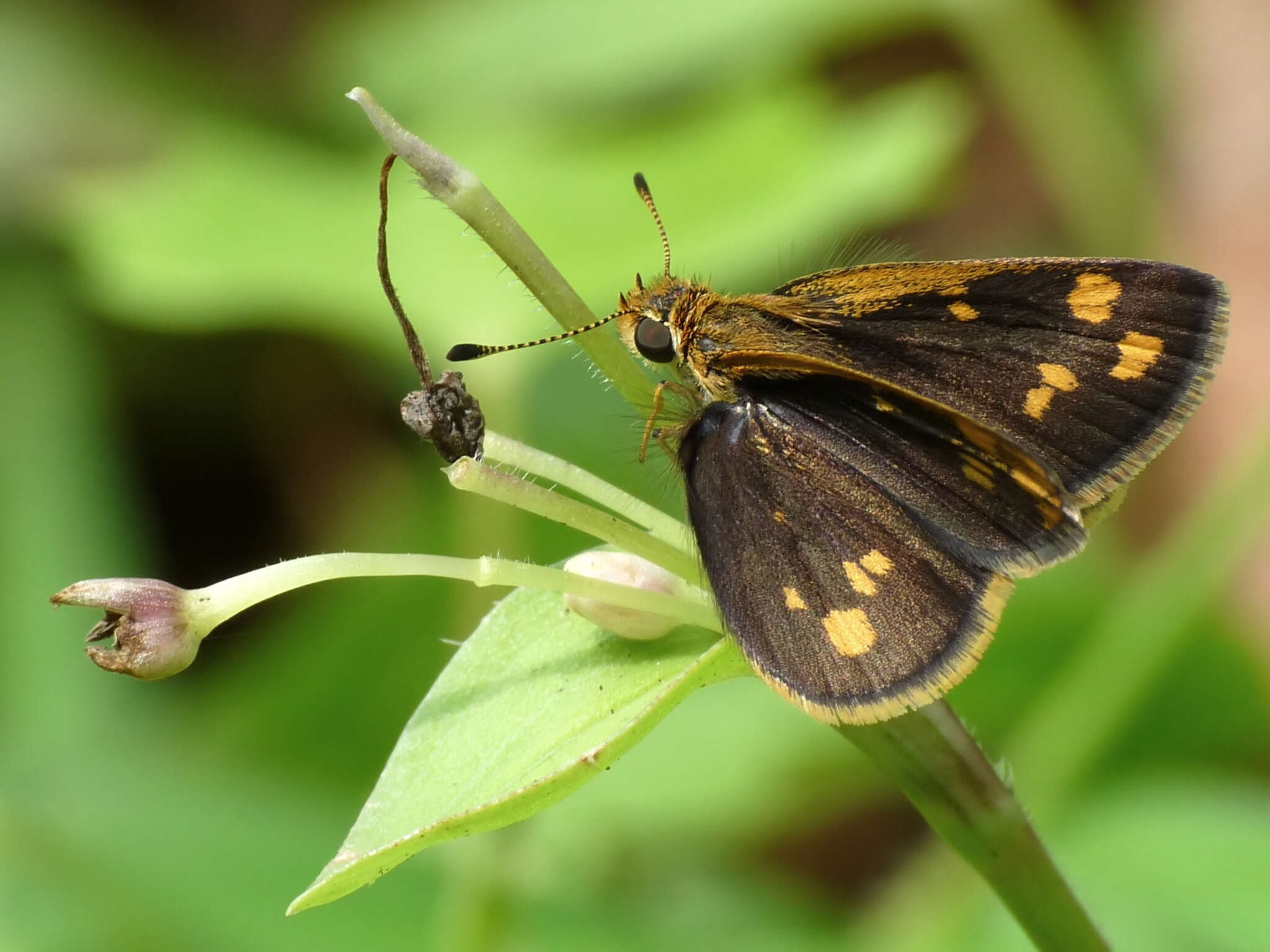 Imagem de Taractrocera ceramas Hewitson 1868