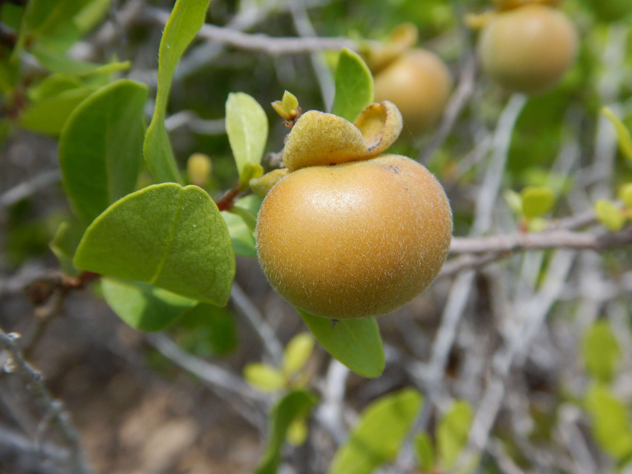 Diospyros intricata (A. Gray) Standl.的圖片