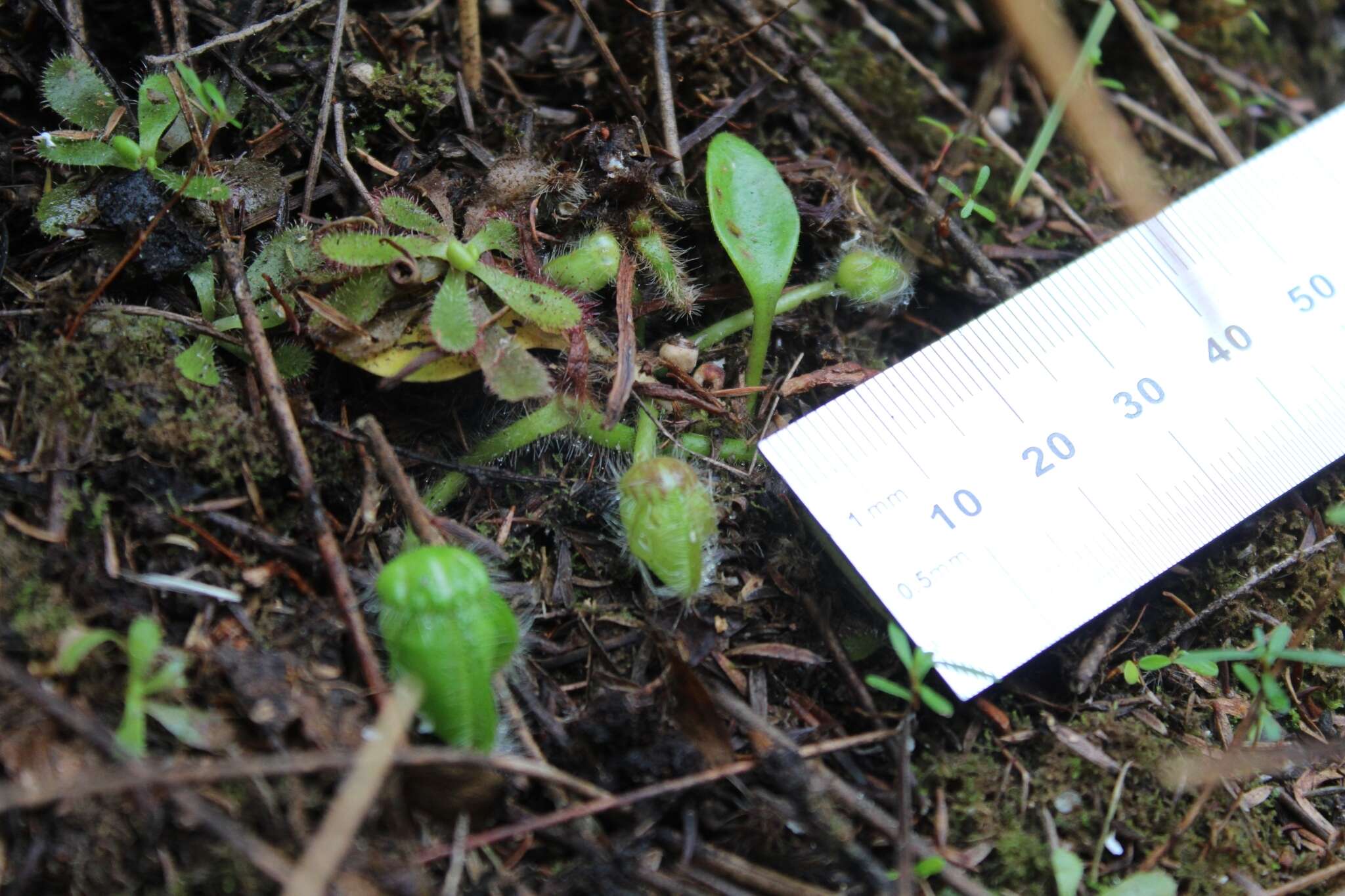 Image of Albany pitcher plant, Australian pitcher plant