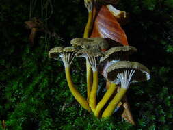 Image of Funnel Chanterelle