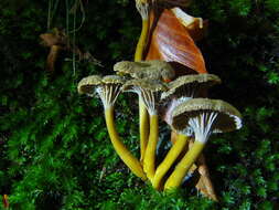 Image of Funnel Chanterelle