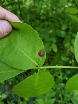 Phylloxera conica (Shimer 1869)的圖片