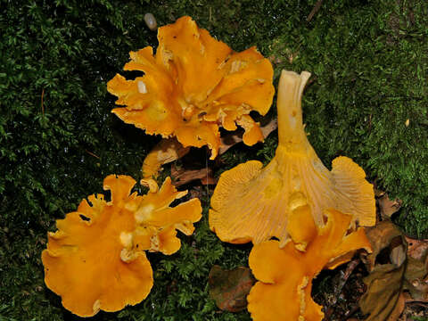 Image of Chanterelle