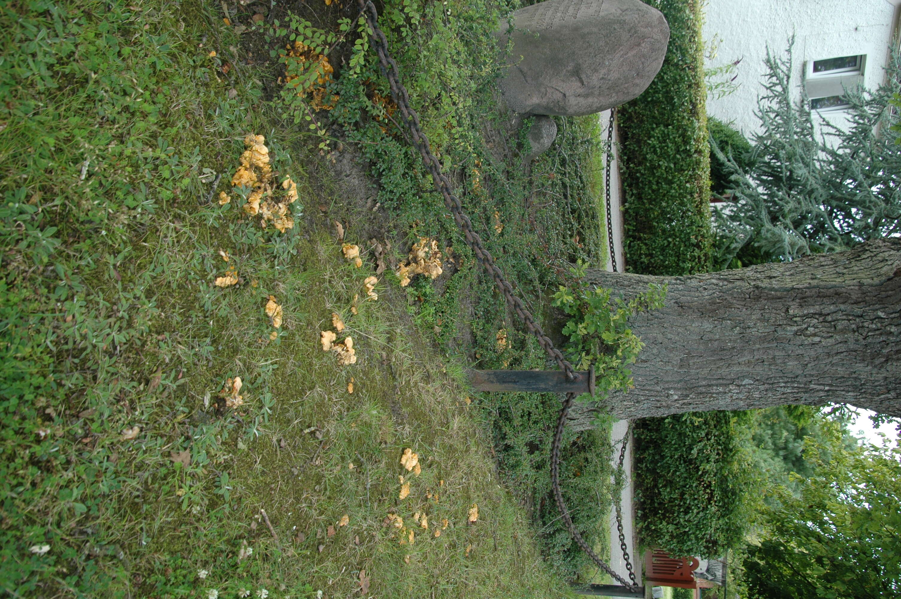 Image of Chanterelle