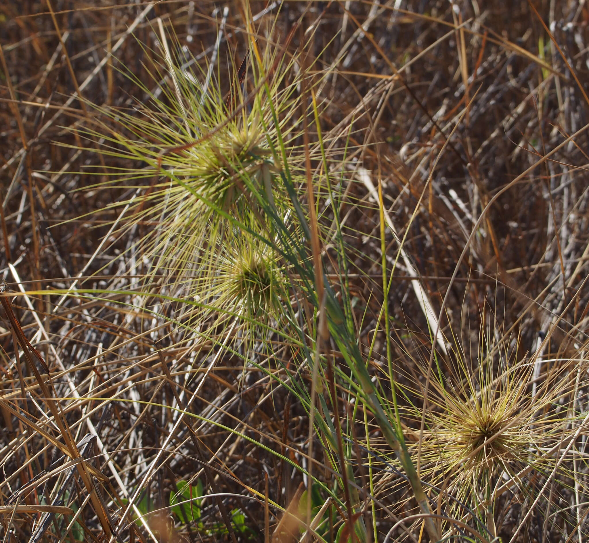 Imagem de Spinifex longifolius R. Br.