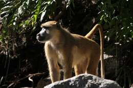 Image of Yellow Baboon