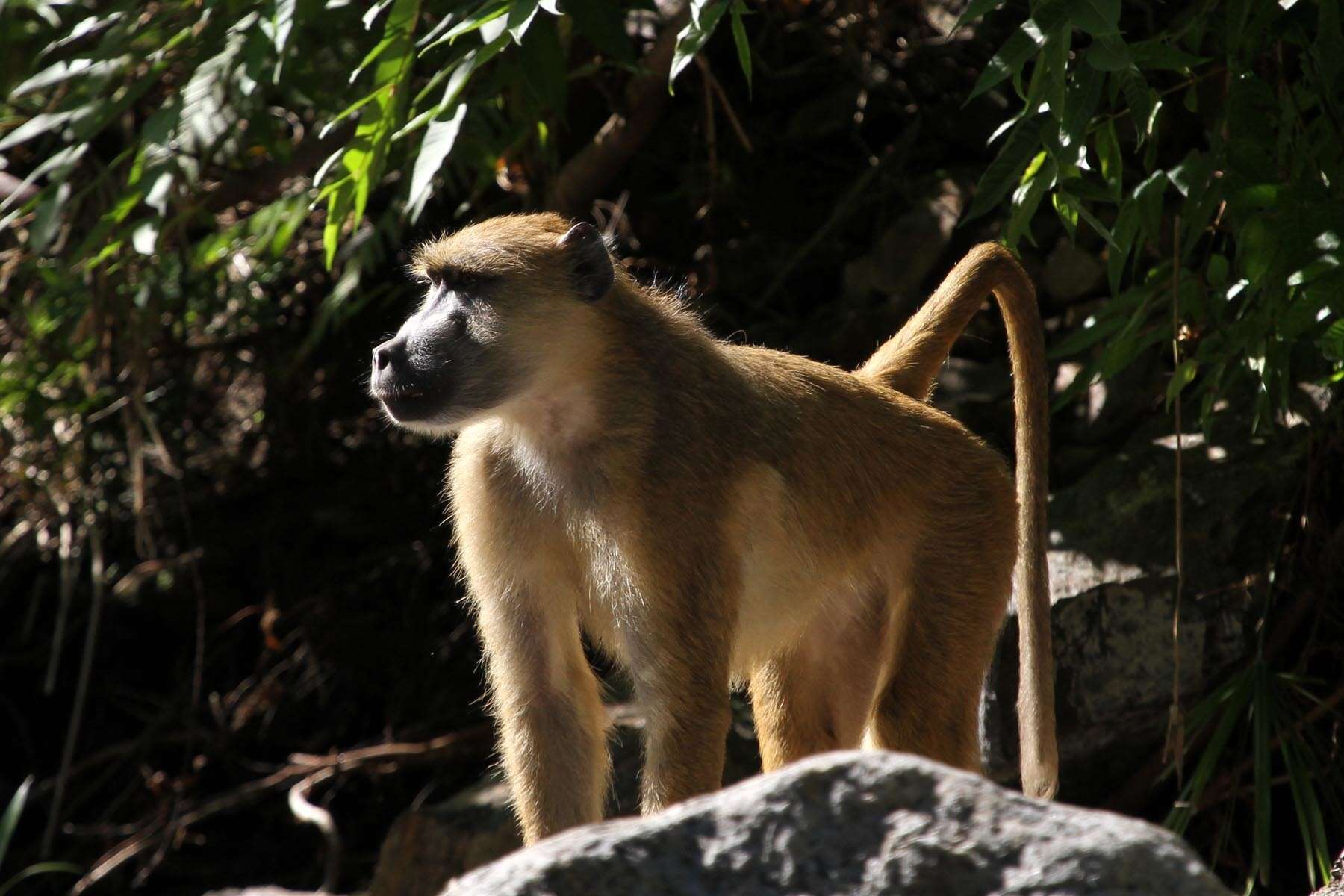 Image of Yellow Baboon