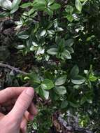 Image of Alyxia ilicifolia subsp. magnifolia (Bailey) P. I. Forster
