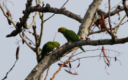 Image of Olive-headed Lorikeet