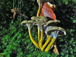 Image of Funnel Chanterelle