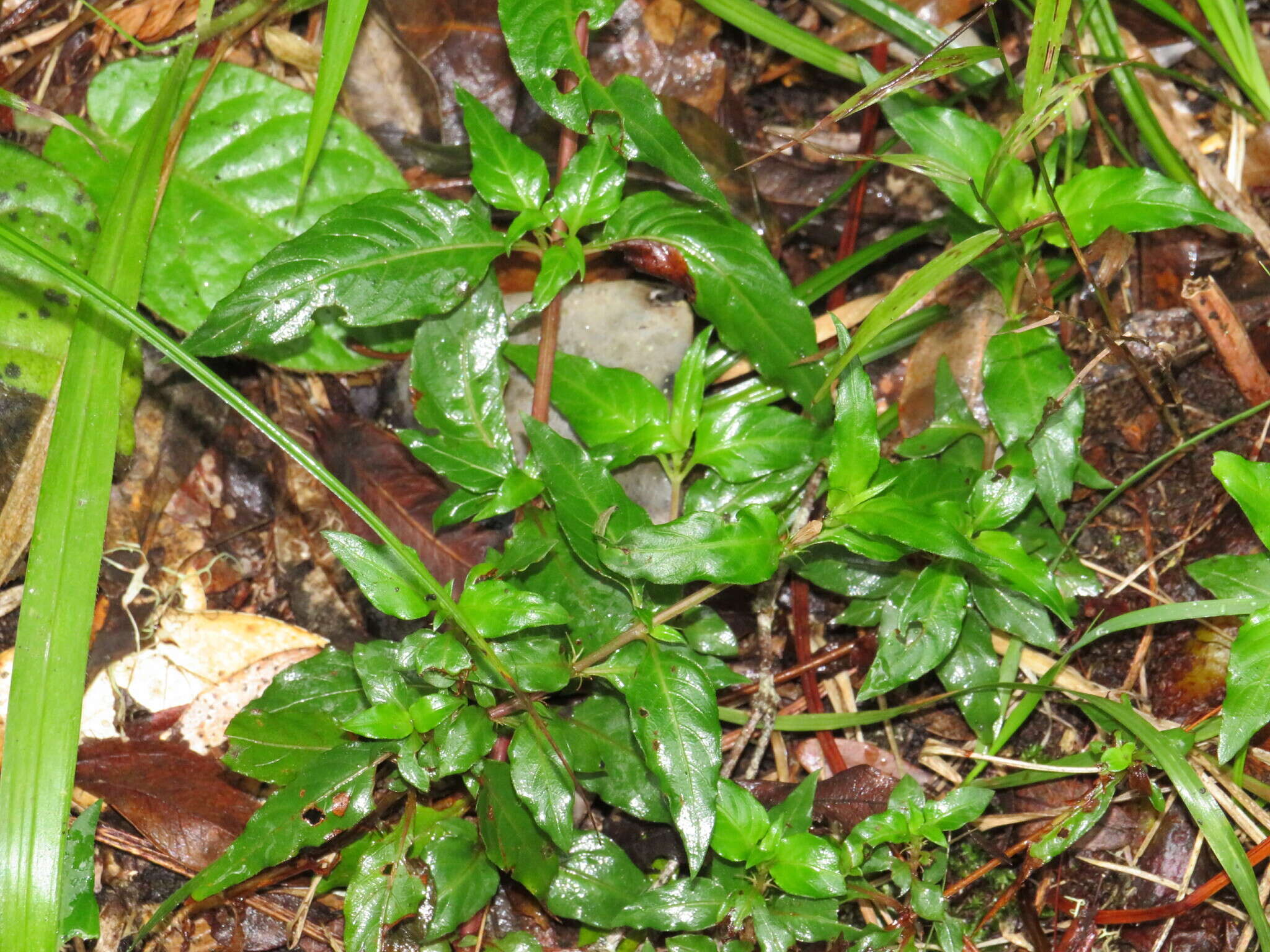 Image of Galopina circaeoides Thunb.