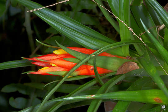 Image of tufted airplant