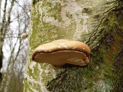 Image of birch polypore