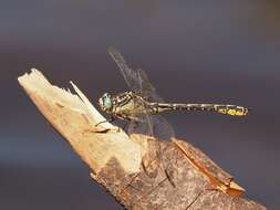 Image of Pronged Clubtail